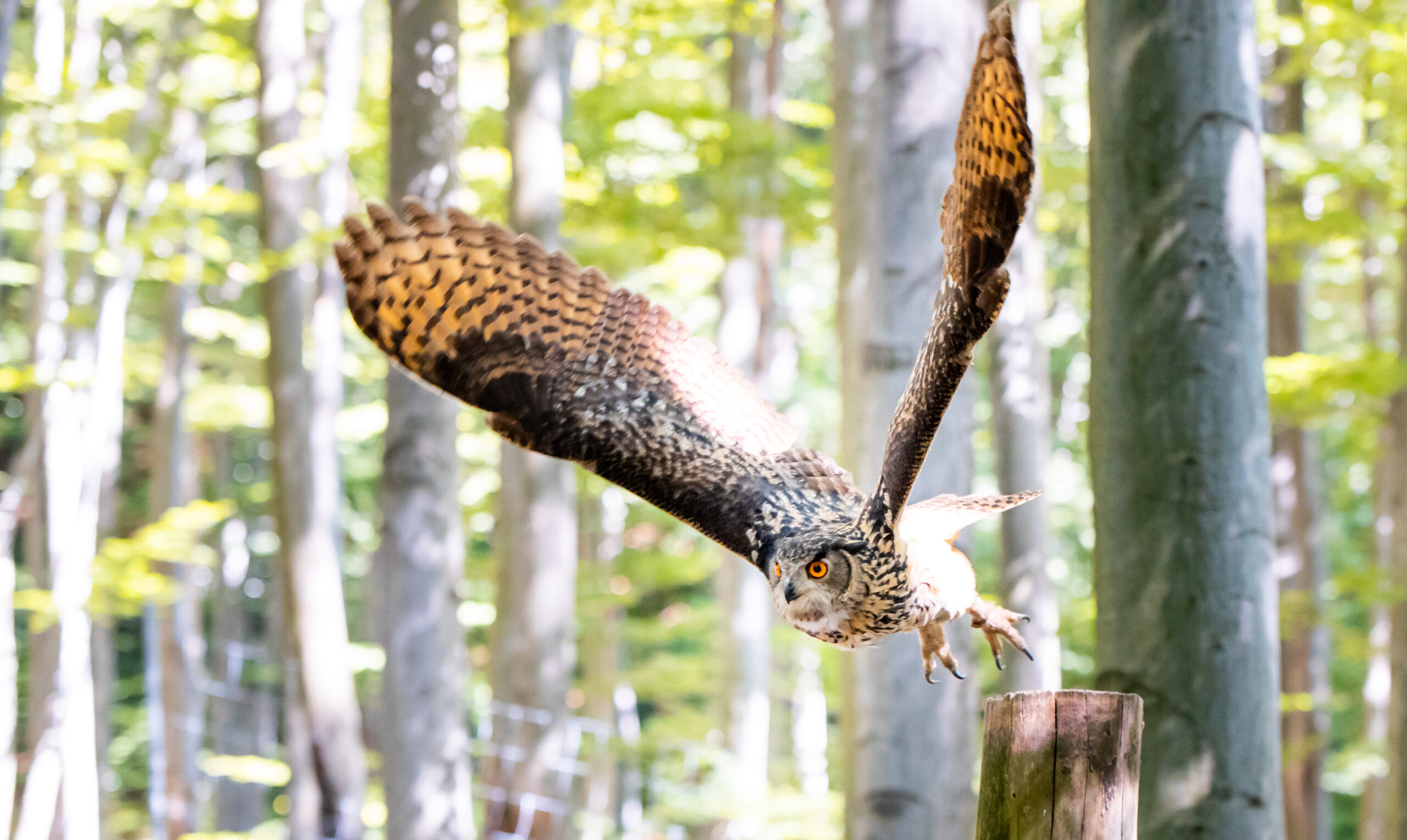 Wat mag je vragen over ziekte tijdens een sollicitatie? Tips voor werkgevers