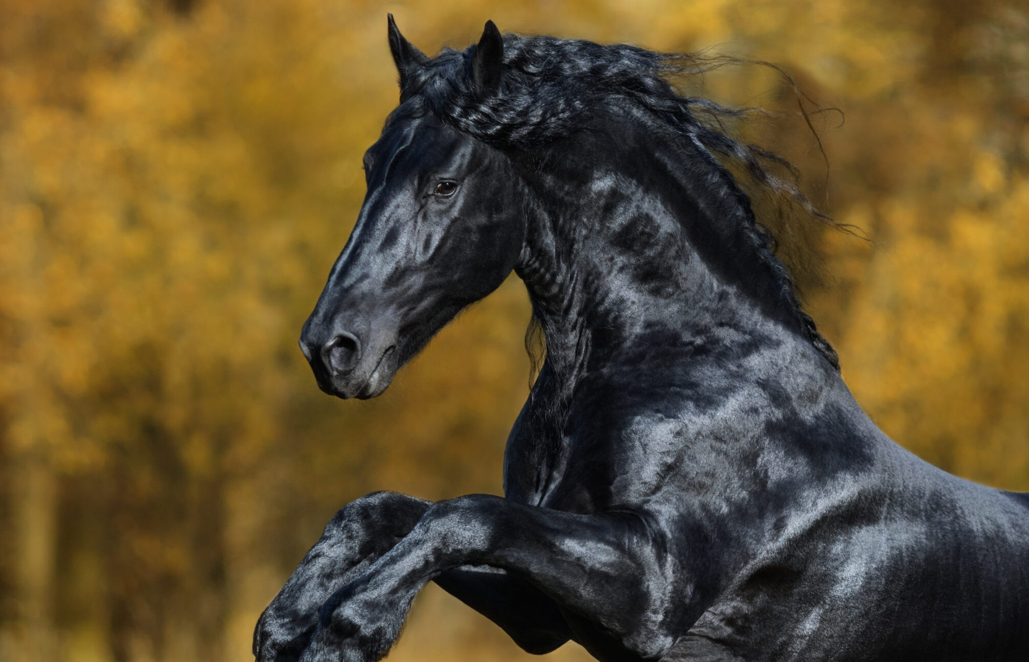 Ontslag op staande voet: het paardenmiddel van het ontslagrecht